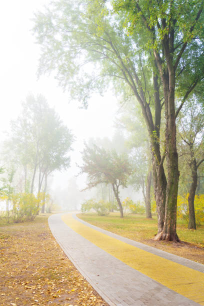 istock Park alley in the fog 824607392