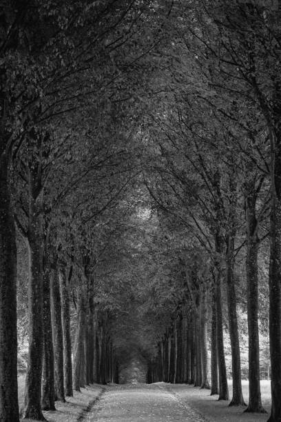 istock Alley of trees 824607618