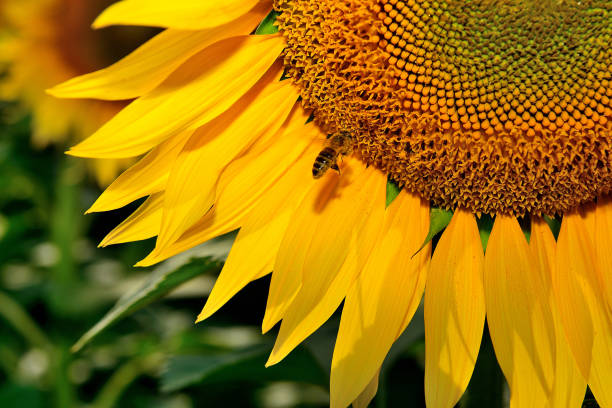 istock Bee on a big yellow sunflower taken with macro lens 824608780