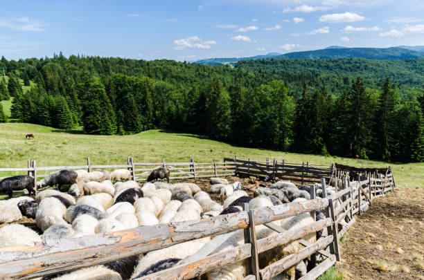 istock Carpathian mountains landscape view in Yaremche 824609060