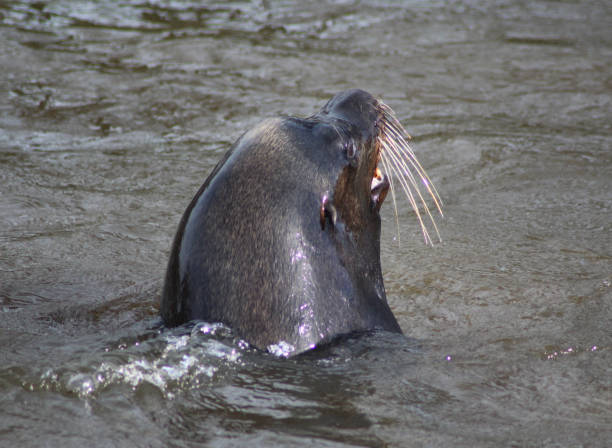 istock The California sea lion (Zalophus californianus) 824610020