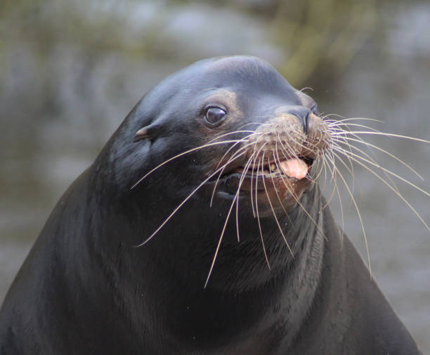 istock The California sea lion (Zalophus californianus) 824610188