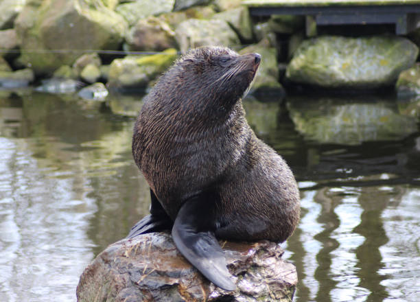 istock The South American fur seal (Arctocephalus australis) 824610742