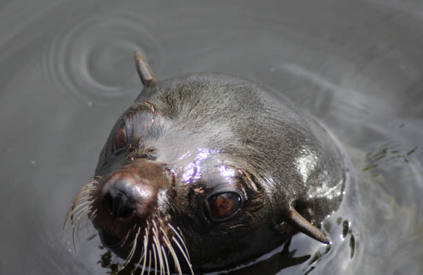 istock The South American fur seal (Arctocephalus australis) 824610818