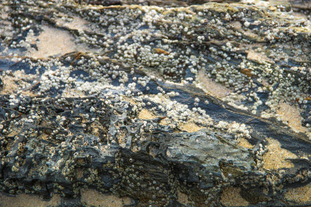 istock Surface of stone with fossil on the beach 824611486