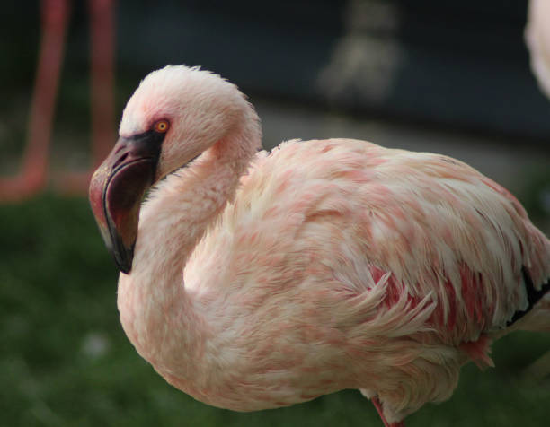 istock The lesser flamingo (Phoeniconaias minor) 824616024