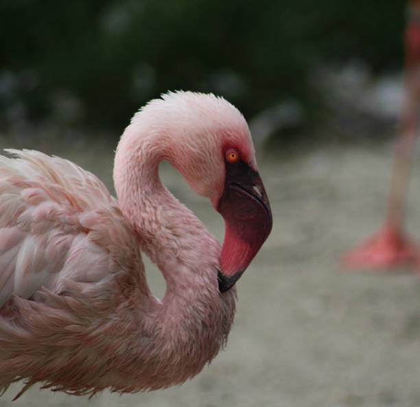 istock The lesser flamingo (Phoeniconaias minor) 824616130