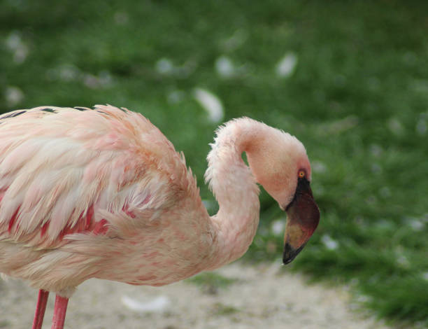 istock The lesser flamingo (Phoeniconaias minor) 824616142