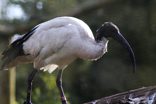 sacred ibis in zoo