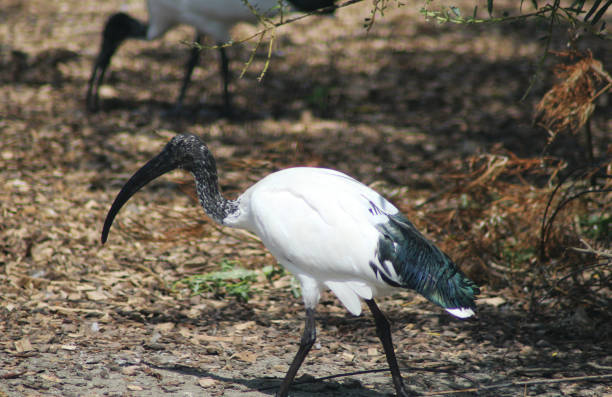 istock The African sacred ibis (Threskiornis aethiopicus) 824618180
