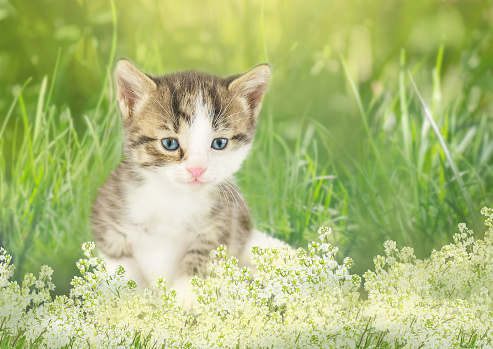Little kitten sitting in flowers. Kitten sitting near a flowerbed