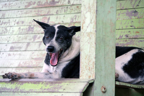 tajski czarno-biały bezpański pies kładąc się i gape na drewnianej kanapie. - dog lying down tired street zdjęcia i obrazy z banku zdjęć