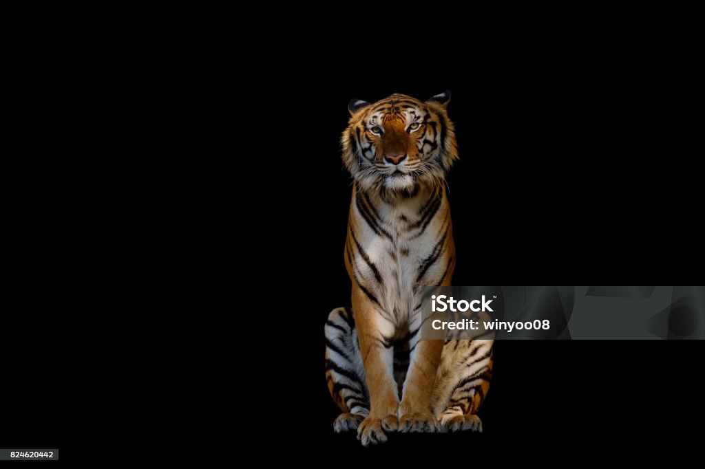 Isolated of tiger. The tiger on black background. Tiger Stock Photo