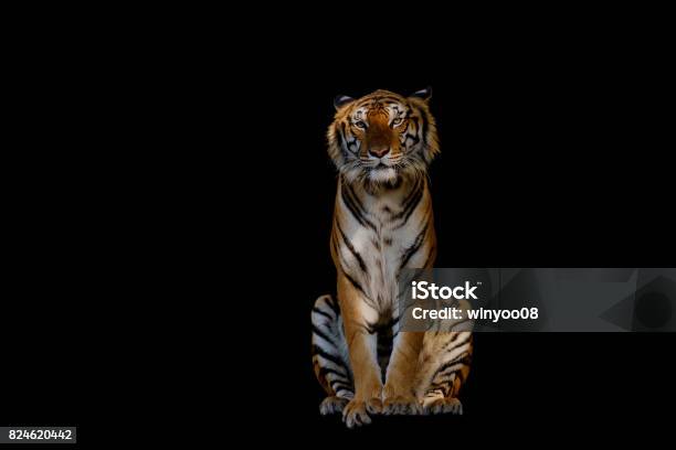 Isolated Of Tiger Stock Photo - Download Image Now - Tiger, Aggression, Animal