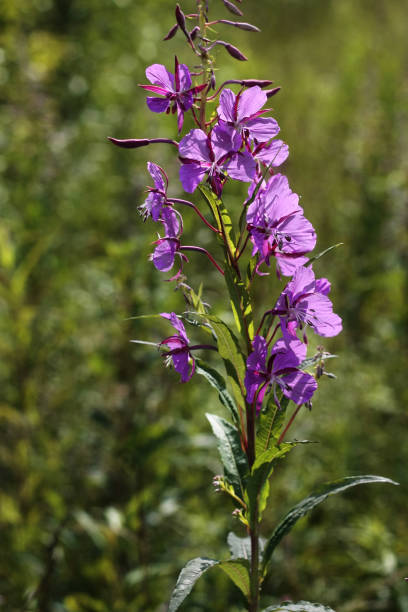 istock One wild-growing plant blooming Sally with violet  flower 824620482