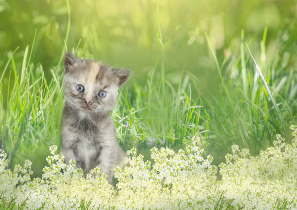 Kittens sit in the green meadow. Kitten sitting near a flowerbed