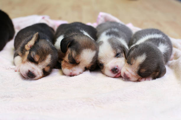istock pure breed beagle Puppy is sleeping and looking 824620518