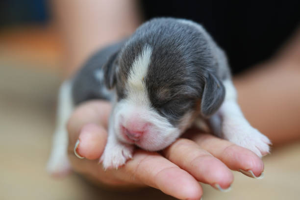 istock pure breed beagle Puppy is sleeping and looking 824620710