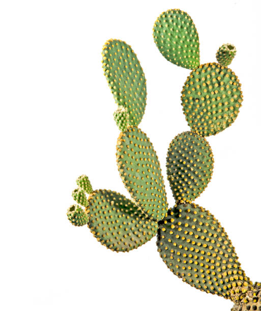 istock Opuntia cactus isolated on white background 824621058
