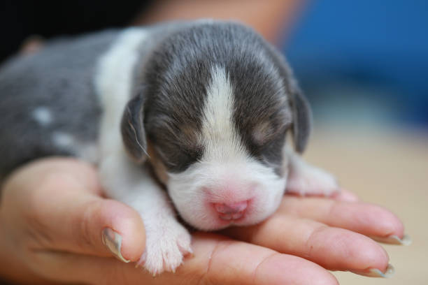 istock pure breed beagle Puppy is sleeping and looking 824622200