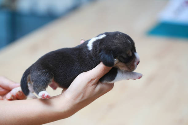 istock pure breed beagle Puppy is sleeping and looking 824622302