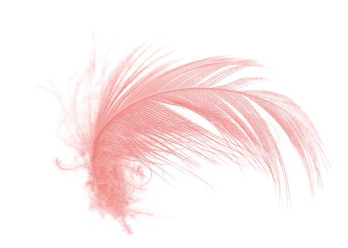 coral pink feather on white background
