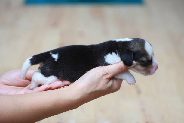 istock pure breed beagle Puppy is sleeping and looking 824622564