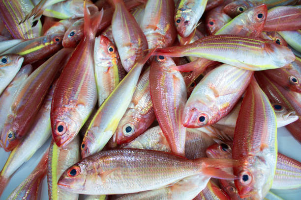 pesci tropicali rossi sul mercato. pesci esotici di colore rosso e giallo. - fish catch of fish seafood red snapper foto e immagini stock