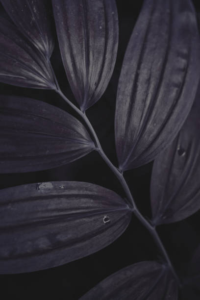 istock Close-up of the leaves 824623384