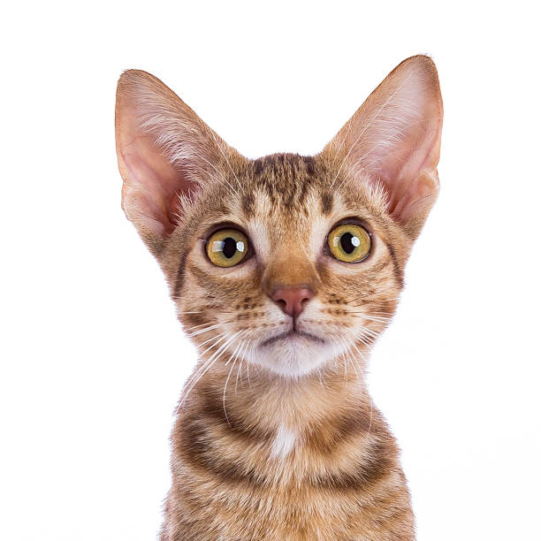 istock Head shot of Ocicat kitten isolated on white background 824623446