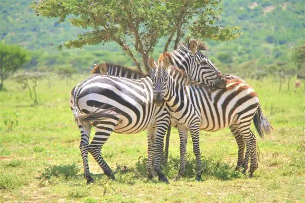 Photo of zebra