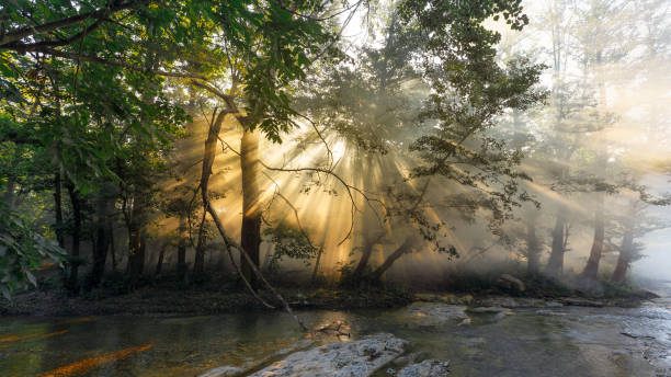 istock Sun rays make their way through mist and leaves of the trees at sunrise 824623632