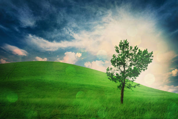 istock Lonely tree on hill. Cloudy weather. Conception contemplation of nature 824623898