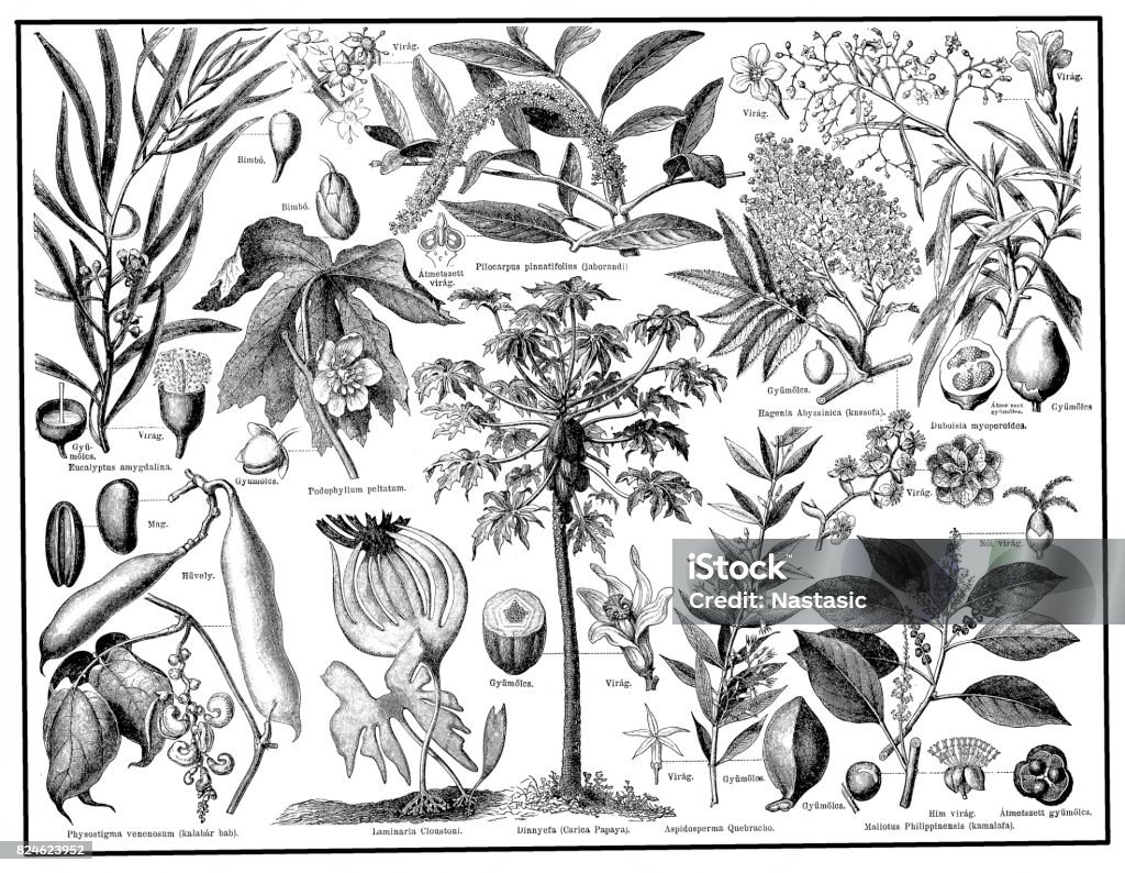 Medical plants Illustration of a medical plants Eucalyptus Tree stock illustration