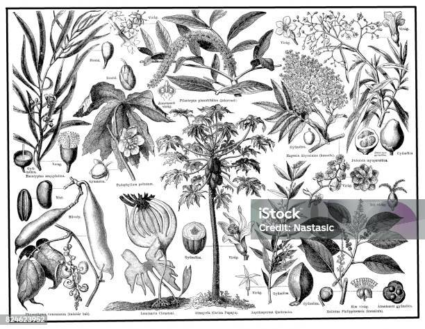 Medical Plants Stock Illustration - Download Image Now - Eucalyptus Tree, Leaf, Engraved Image