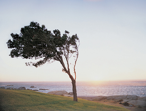 Scene of a tree at the sunset beach.