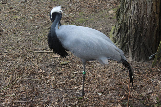 istock The demoiselle crane (Grus virgo) 824625850