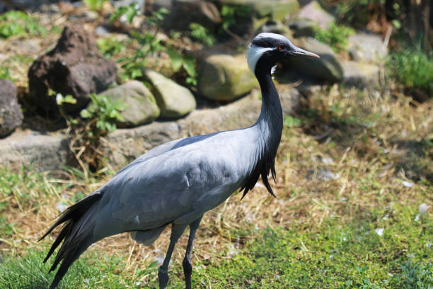 istock The demoiselle crane (Grus virgo) 824625908