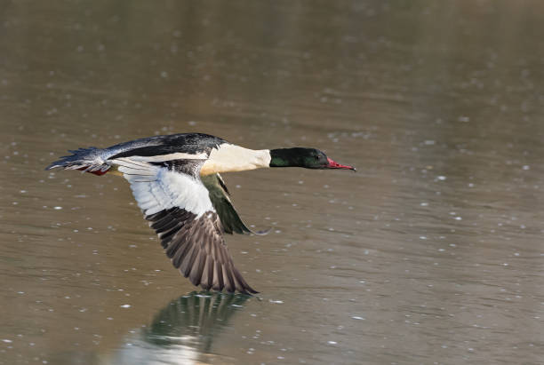 Flying male common merganser (North American) or goosander (Eurasian) (Mergus merganser)