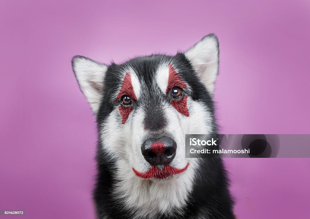 Praktisk semester farvning Dog With Clown Makeup Stock Photo - Download Image Now - Stage Make-Up, Dog,  Humor - iStock
