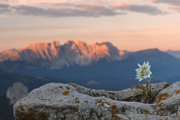 istock Edelweiss at sunrise with Dolomites in background 824628156