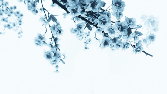 Blue Sakura branch on a white background.