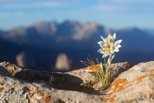 Edelweiss con la montaña de fondo - Alpes photo