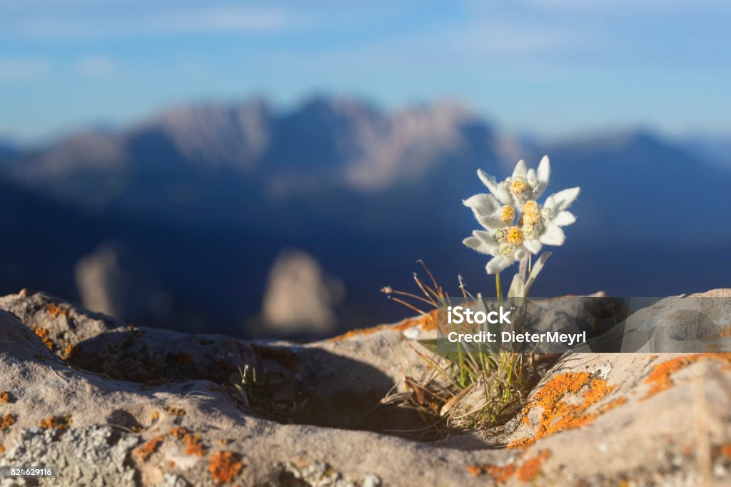 Edelweiss with Mountain in background - Alps European Alps, Flower, Europe, Plant, Dolomites Edelweiss - Flower Stock Photo