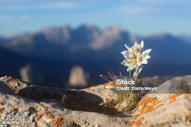 Edelweiss With Mountain In Background Alps Stock Photo - Download Image Now - Edelweiss - Flower, Flower, Mountain