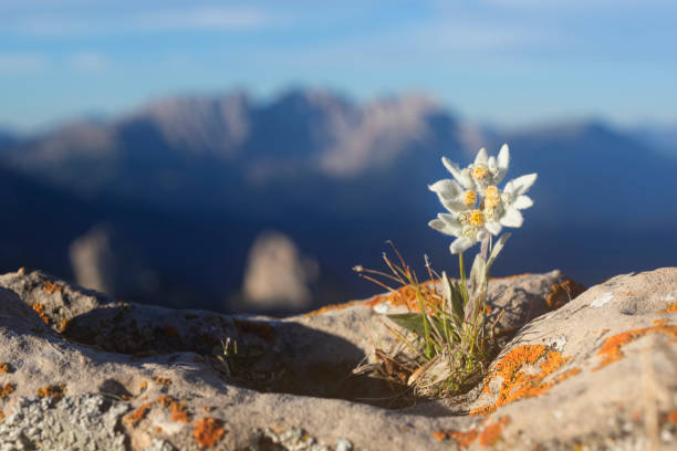 edelweiss with mountain in background - alps - alpenglow imagens e fotografias de stock