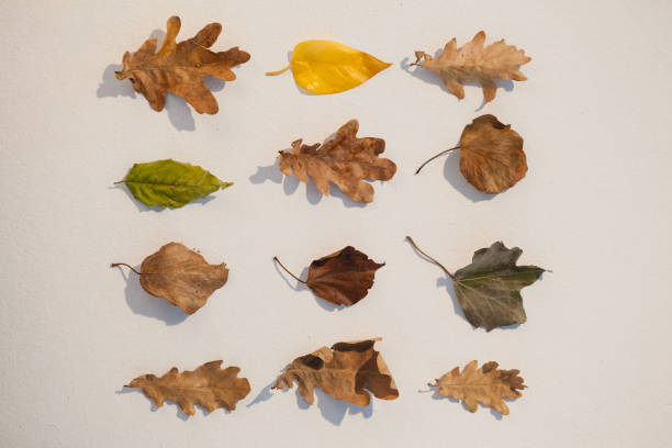istock Various types of autumn leaves 824629884
