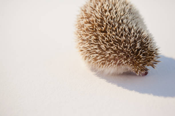 istock Close-up of porcupine 824630004
