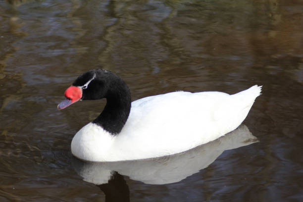 istock The black-necked swan (Cygnus melancoryphus) 824631776