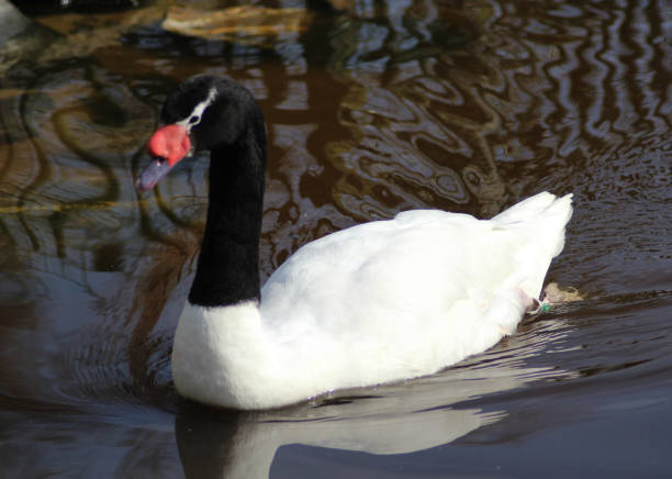 istock The black-necked swan (Cygnus melancoryphus) 824631786